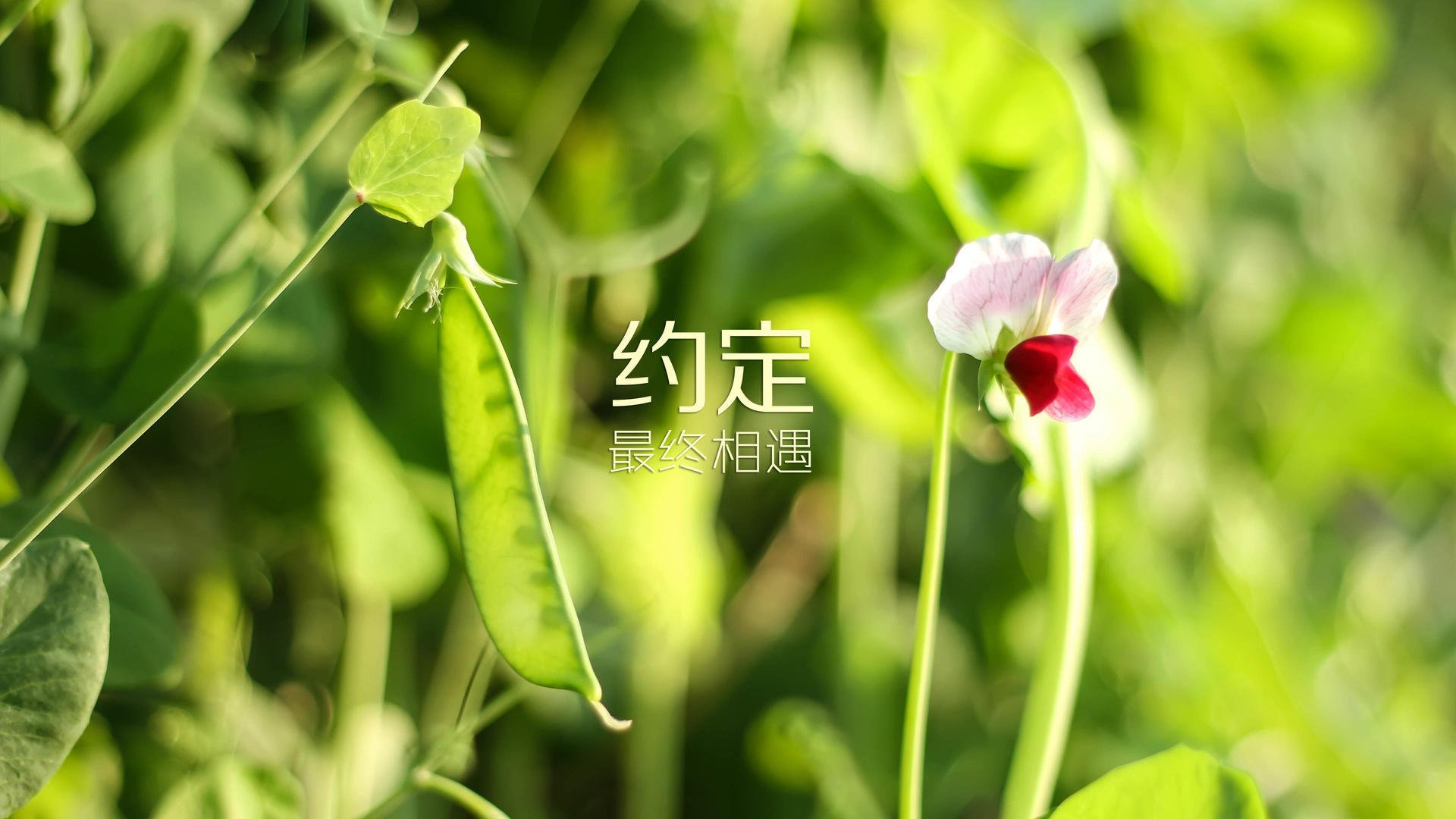 leyu乐鱼在线登录入口-“海岸线飙车：沿海赛段的贵族速度”，海岸线解说