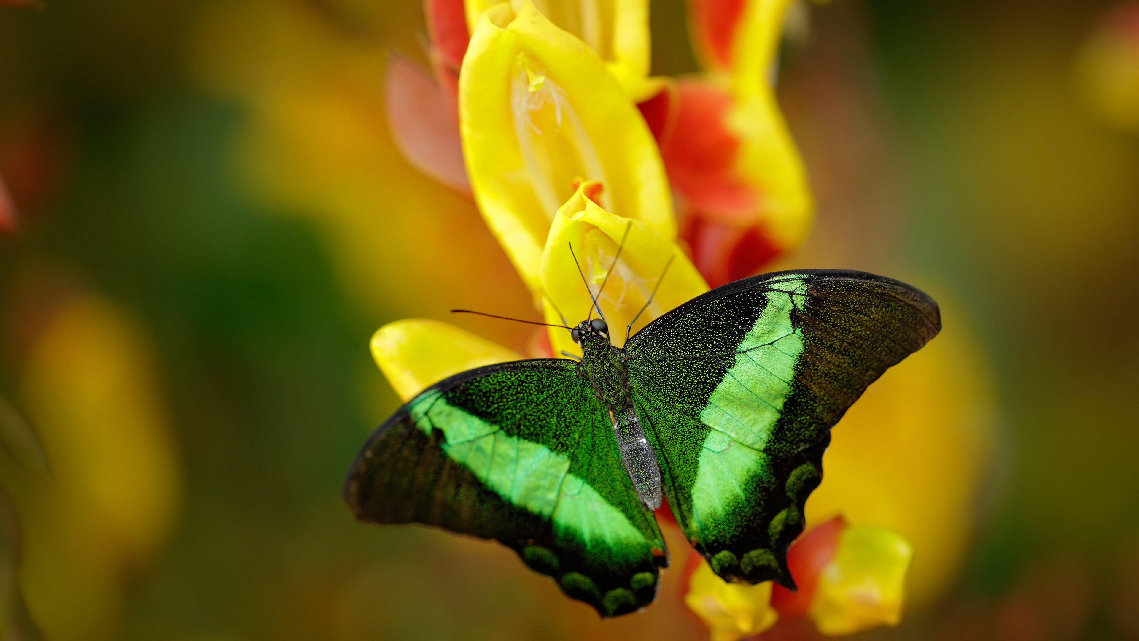 亚冠淘汰赛焦点战吸引数百万观众关注,2021亚冠淘汰赛规则