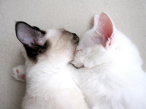 全运会首次引入家庭观赛包激活亲子参与,全运会观看渠道