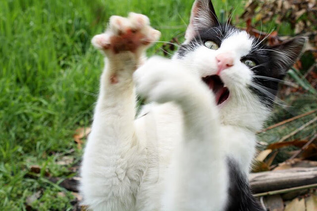 国家队缺乏稳定的中锋投篮节点,中锋投篮为什么不准