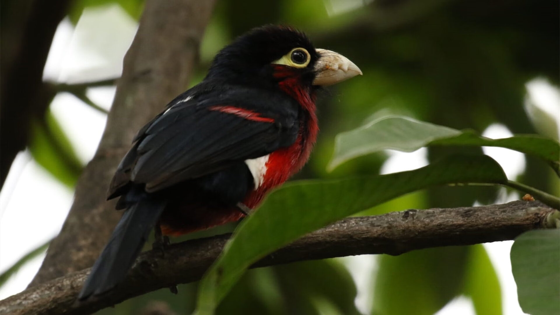 比赛节奏断裂是否影响中场球员判断与站位,球队节奏