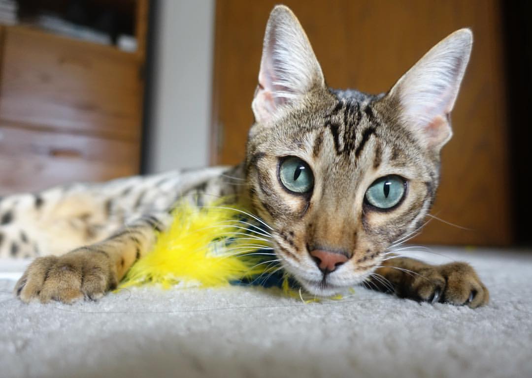 男子100米自由泳技术数据解读,男子100米自由泳技术数据解读视频