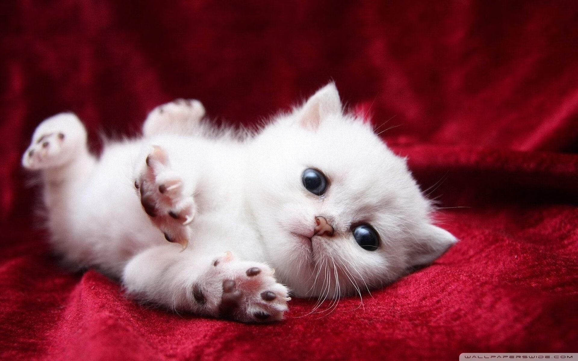 德甲精彩片段:力拼到底,场面火爆!