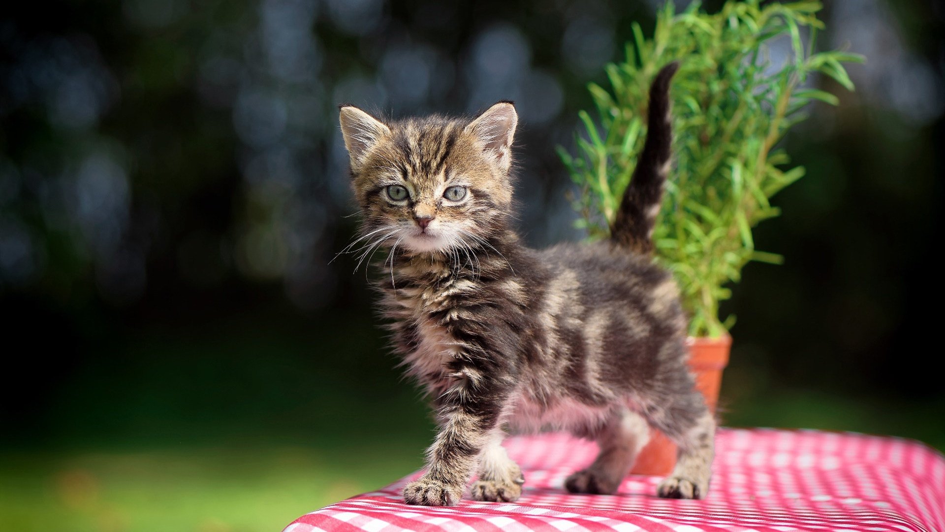 LEYU SPORTS中国官方网站-跳水技术动作规范性与国际标准同步，跳水动作分类